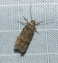 Anacampsis innocuella