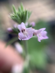 Stachys agraria