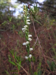 Spiranthes casei casei