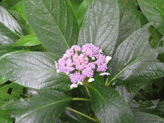 Hydrangea involucrata
