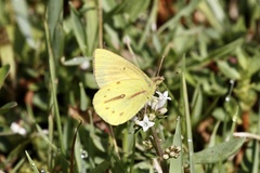 Colias dimera