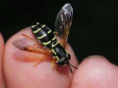 Chrysotoxum festivum