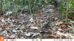Holcosus niceforoi