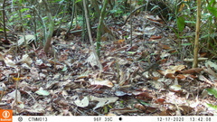 Holcosus niceforoi