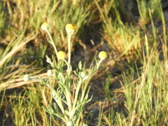 Hymenoxys anthemoides