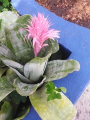 Aechmea fasciata
