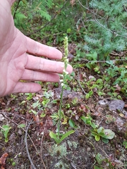 Spiranthes casei casei