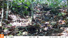 Holcosus niceforoi