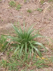 Eryngium horridum