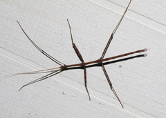 Diapheromera femorata