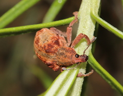 Gonipterus