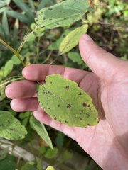 Mycosphaerella impatientis