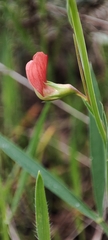 Lathyrus