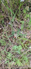 Lathyrus