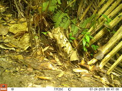 Holcosus niceforoi