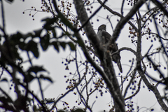 Accipiter bicolor