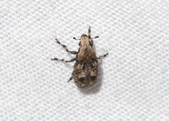 Euparius marmoreus