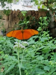 Dryas iulia moderata