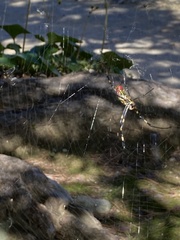 Trichonephila clavata