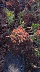 Hylotelephium telephium