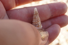 Cerithium atratum