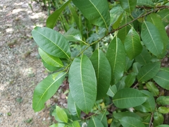 Zanthoxylum schreberi
