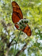 Dryas iulia moderata