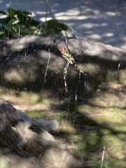 Trichonephila clavata