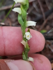 Spiranthes casei casei