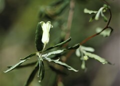 Billardiera scandens