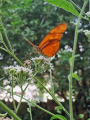Dryas iulia moderata