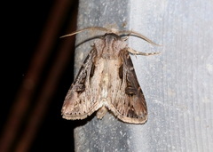 Agrotis venerabilis