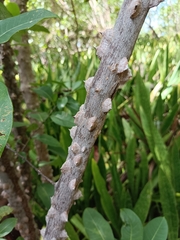 Zanthoxylum schreberi