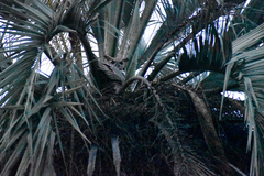 Bubo virginianus nacurutu