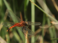 Erythrodiplax corallina