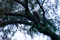 Bubo virginianus nacurutu