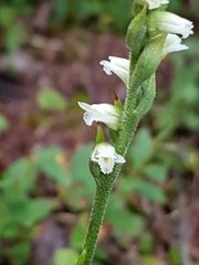 Spiranthes casei casei
