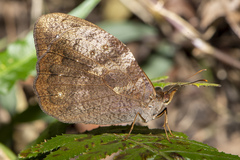 Heteronympha mirifica