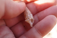 Cerithium atratum