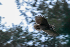 Bubo virginianus nacurutu