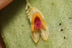 Lepanthes