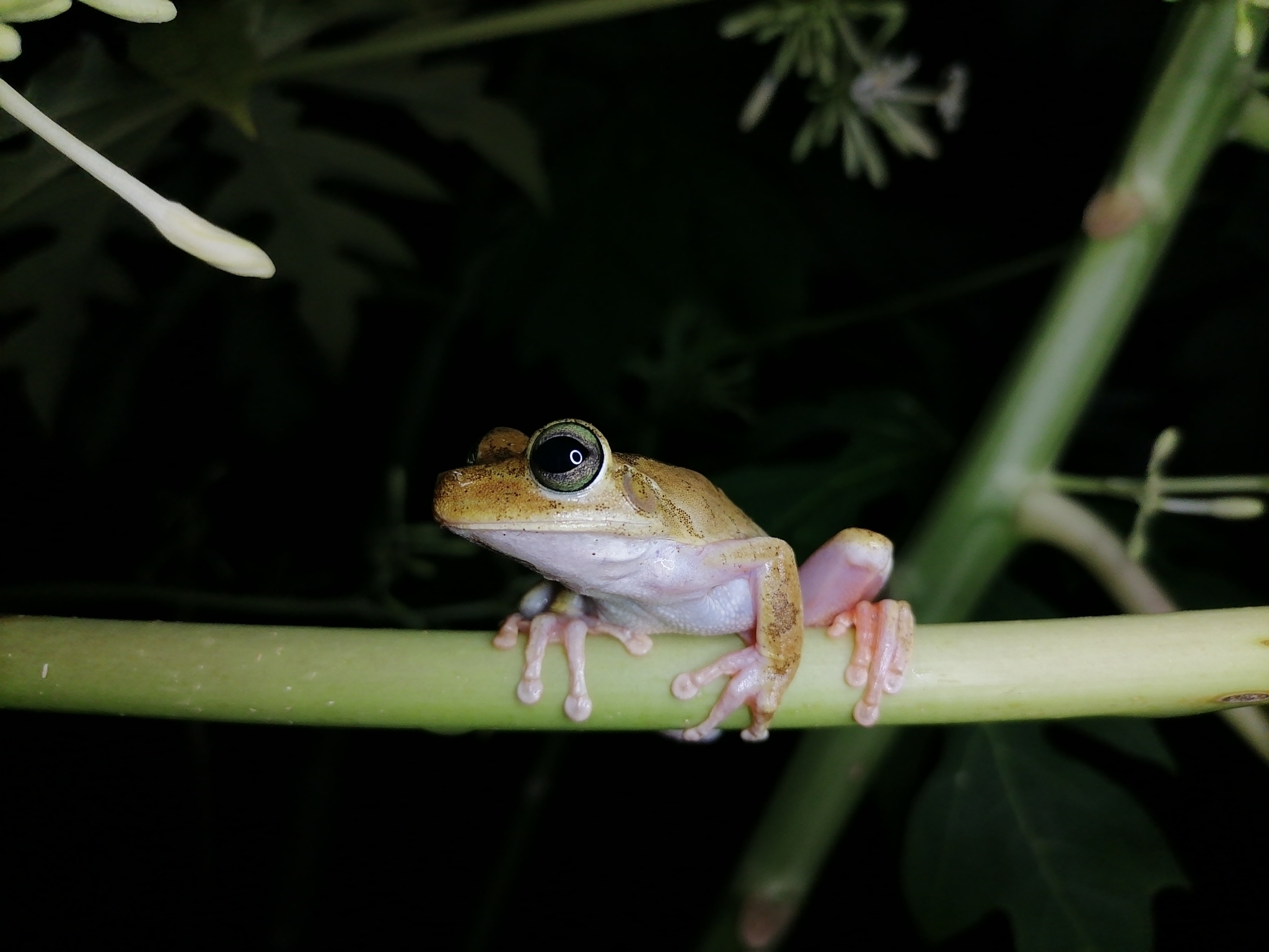 Rana platanera (Anfibios del municipio de Galeras - Sucre, Colombia.) ·  iNaturalist