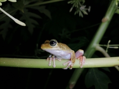 Boana platanera