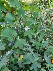 Passiflora subpeltata