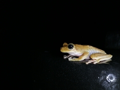 Boana platanera