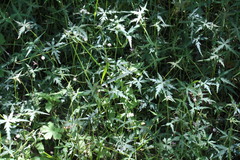 Hydrocotyle geraniifolia