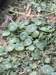 Hydrocotyle verticillata