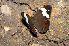 Heteronympha mirifica