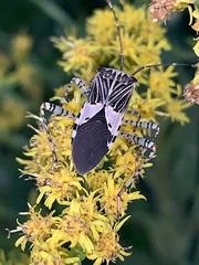 Hypselonotus punctiventris