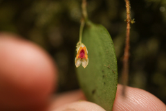 Lepanthes